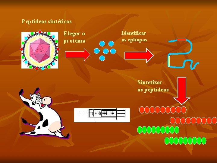 Peptídeos sintéticos Eleger a proteína Identificar os epitopos Sintetizar os peptídeos 