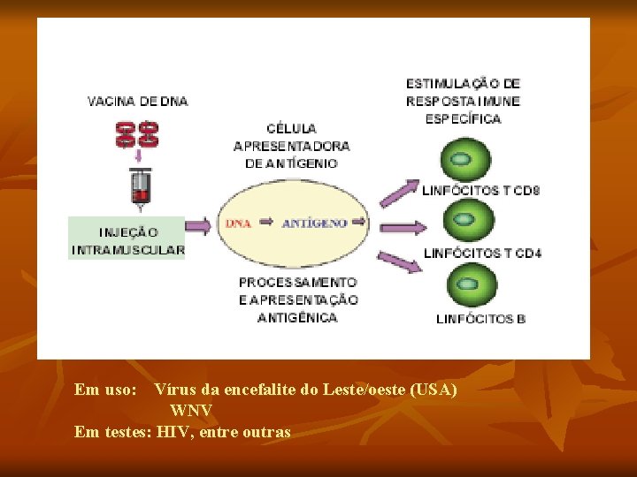 Em uso: Vírus da encefalite do Leste/oeste (USA) WNV Em testes: HIV, entre outras