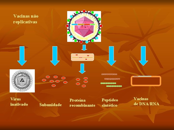 Vacinas não replicativas Vírus inativado Subunidade Proteína recombinante Peptídeo sintético Vacinas de DNA/RNA 