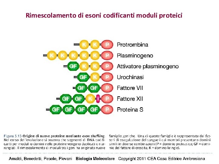 Rimescolamento di esoni codificanti moduli proteici 