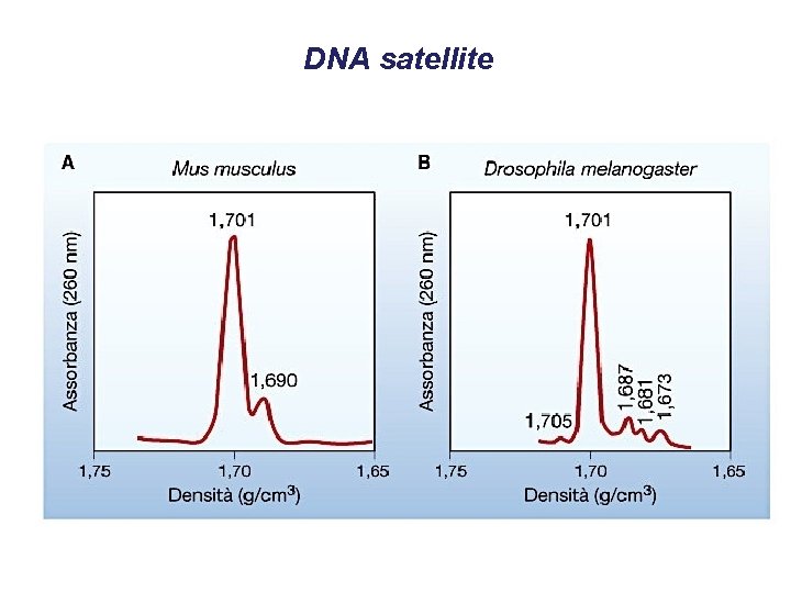 DNA satellite 