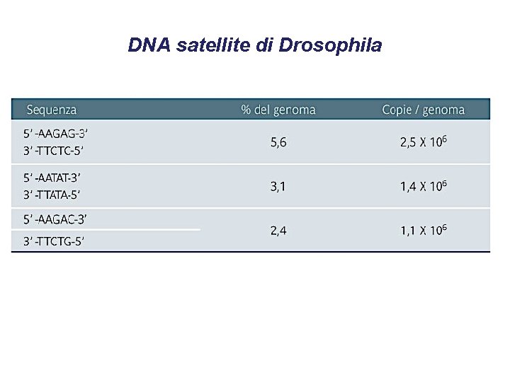 DNA satellite di Drosophila 