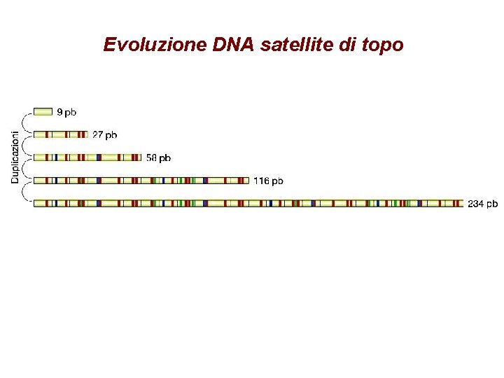 Evoluzione DNA satellite di topo 