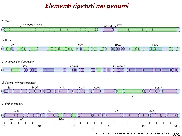 Elementi ripetuti nei genomi Watson et al. , BIOLOGIA MOLECOLARE DEL GENE, Zanichelli editore