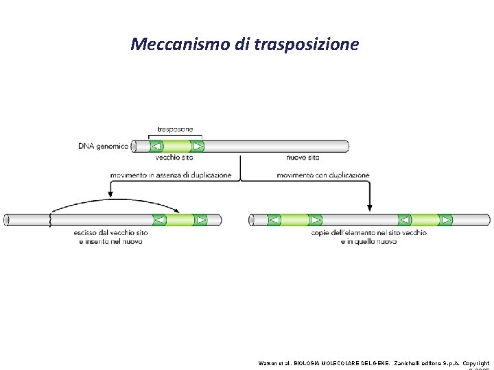 Meccanismo di trasposizione Watson et al. , BIOLOGIA MOLECOLARE DEL GENE, Zanichelli editore S.