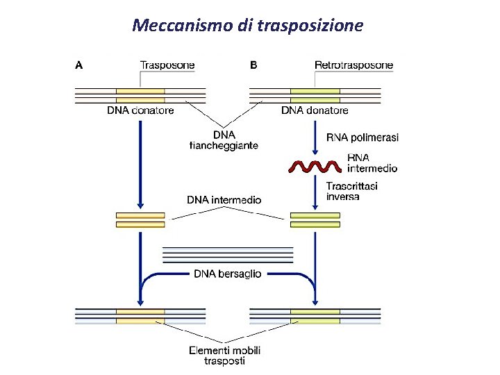 Meccanismo di trasposizione 