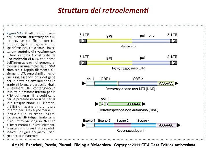 Struttura dei retroelementi 