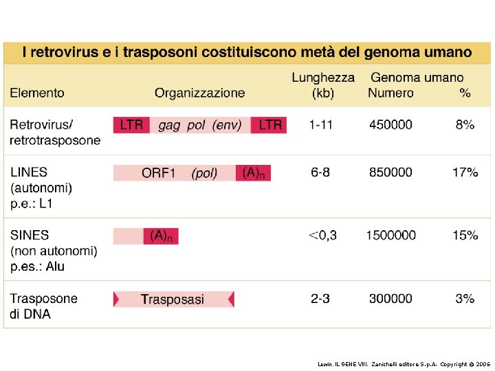 Lewin, IL GENE VIII, Zanichelli editore S. p. A. Copyright © 2006 