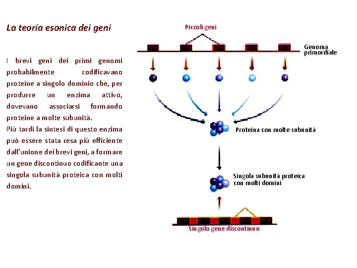 La teoria esonica dei geni I brevi geni dei primi genomi probabilmente codificavano proteine