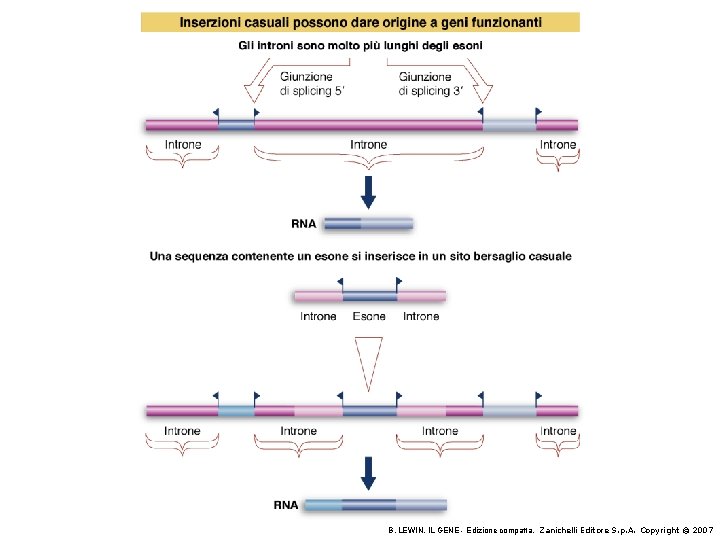 B. LEWIN, IL GENE - Edizione compatta, Zanichelli Editore S. p. A. Copyright ©
