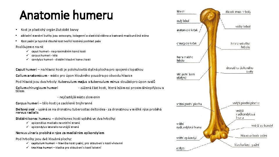 Anatomie humeru • Kost je plastický orgán žlutobílé barvy • základní stavební buňky jsou