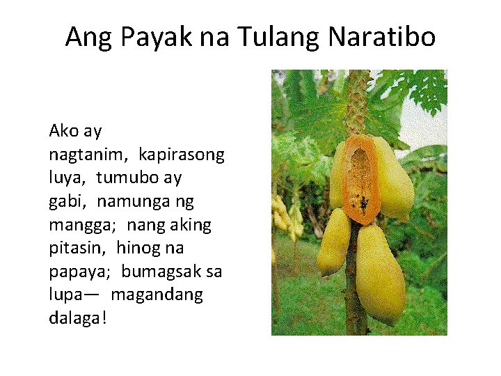 Ang Payak na Tulang Naratibo Ako ay nagtanim, kapirasong luya, tumubo ay gabi, namunga