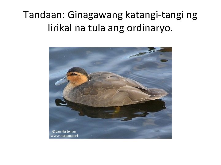 Tandaan: Ginagawang katangi-tangi ng lirikal na tula ang ordinaryo. 