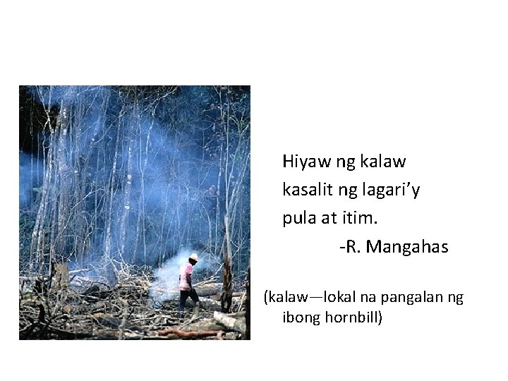 Hiyaw ng kalaw kasalit ng lagari’y pula at itim. -R. Mangahas (kalaw—lokal na pangalan