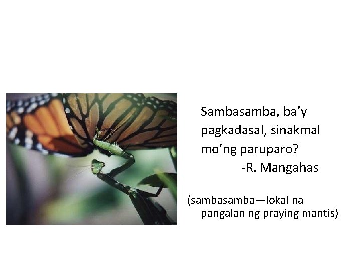 Sambasamba, ba’y pagkadasal, sinakmal mo’ng paruparo? -R. Mangahas (samba—lokal na pangalan ng praying mantis)