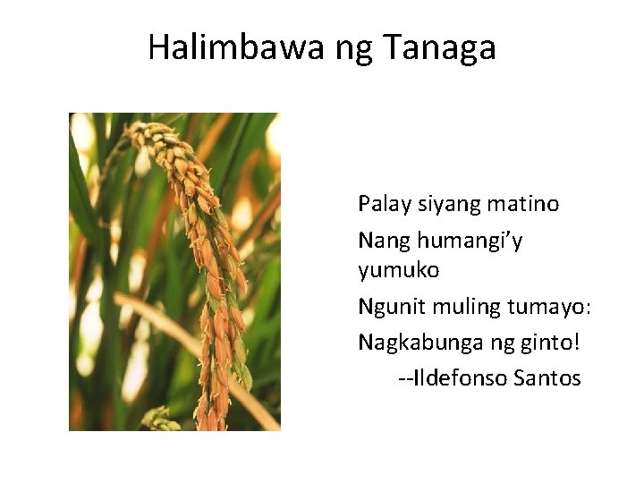 Halimbawa ng Tanaga Palay siyang matino Nang humangi’y yumuko Ngunit muling tumayo: Nagkabunga ng