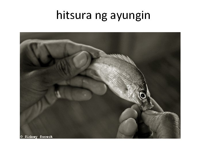 hitsura ng ayungin hitsura ng ayungin