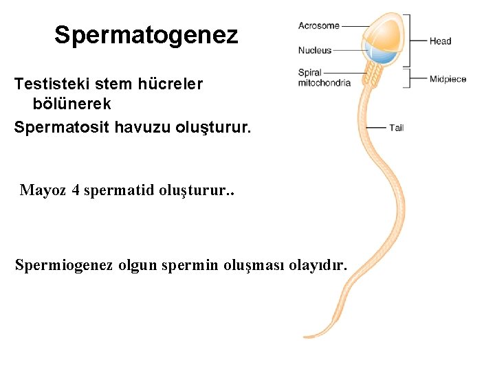 Spermatogenez Testisteki stem hücreler bölünerek Spermatosit havuzu oluşturur. Mayoz 4 spermatid oluşturur. . Spermiogenez