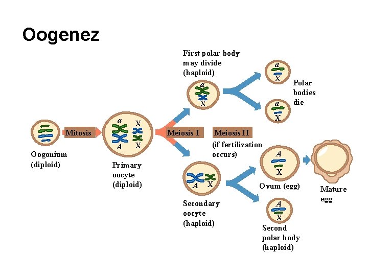 Oogenez First polar body may divide (haploid) a a X a Mitosis Oogonium (diploid)