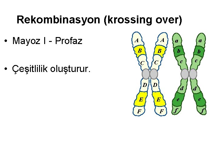 Rekombinasyon (krossing over) • Mayoz I - Profaz A A B • Çeşitlilik oluşturur.