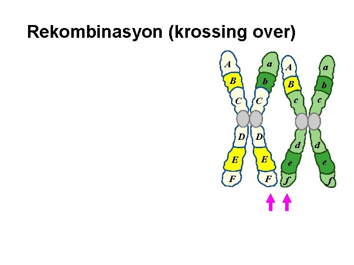 Rekombinasyon (krossing over) a A B b C D E F A a B
