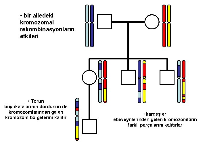  • bir ailedeki kromozomal rekombinasyonların etkileri • Torun büyükatalarının dördünün de kromozomlarından gelen