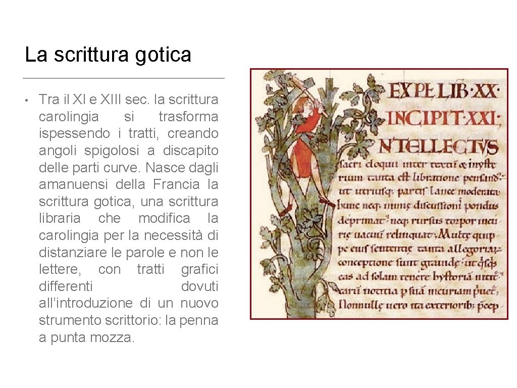 La scrittura gotica • Tra il XI e XIII sec. la scrittura carolingia si