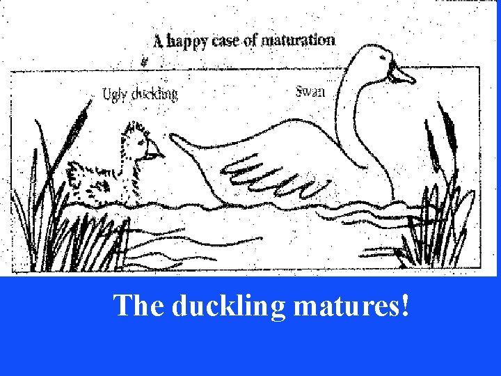 The duckling matures! The duckling matures!