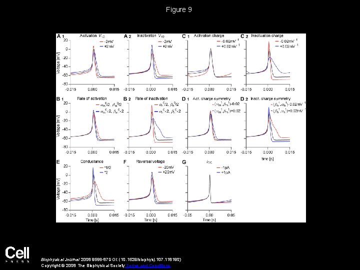 Figure 9 Biophysical Journal 2008 9566 -87 DOI: (10. 1529/biophysj. 107. 118190) Copyright ©