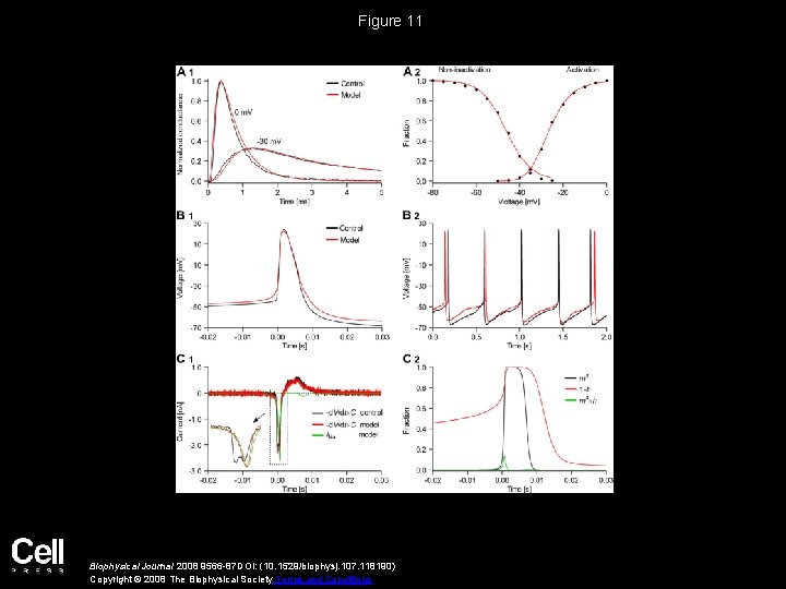 Figure 11 Biophysical Journal 2008 9566 -87 DOI: (10. 1529/biophysj. 107. 118190) Copyright ©