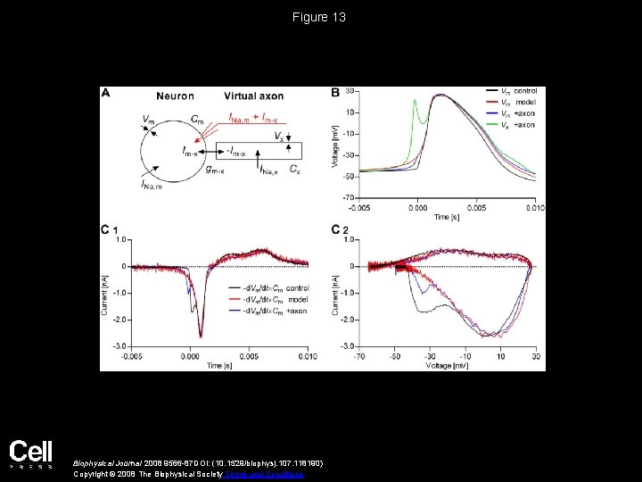 Figure 13 Biophysical Journal 2008 9566 -87 DOI: (10. 1529/biophysj. 107. 118190) Copyright ©