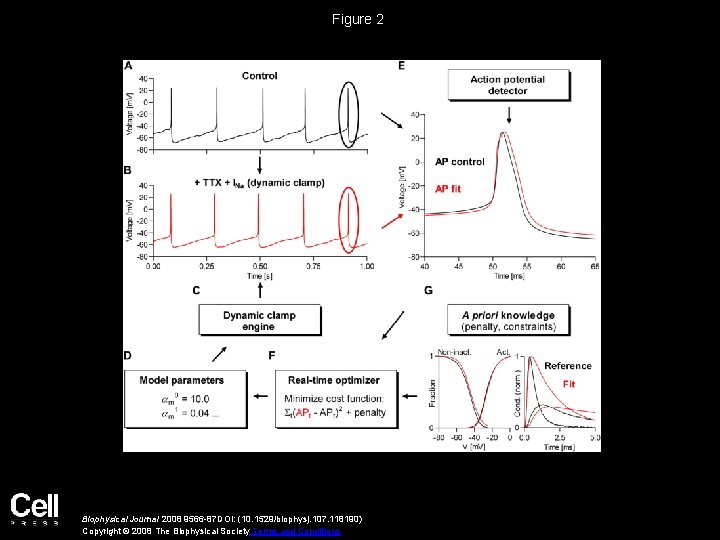 Figure 2 Biophysical Journal 2008 9566 -87 DOI: (10. 1529/biophysj. 107. 118190) Copyright ©