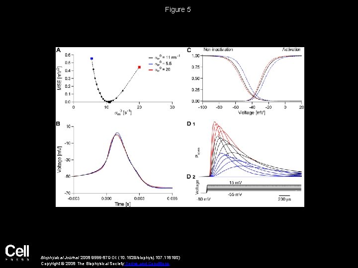 Figure 5 Biophysical Journal 2008 9566 -87 DOI: (10. 1529/biophysj. 107. 118190) Copyright ©