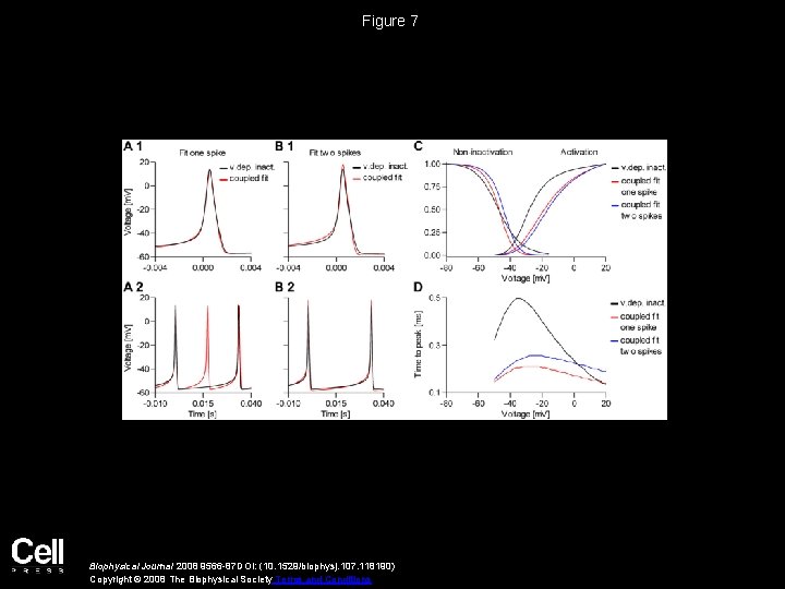 Figure 7 Biophysical Journal 2008 9566 -87 DOI: (10. 1529/biophysj. 107. 118190) Copyright ©