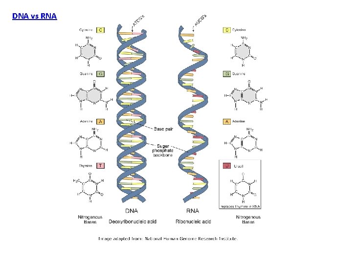 DNA vs RNA 