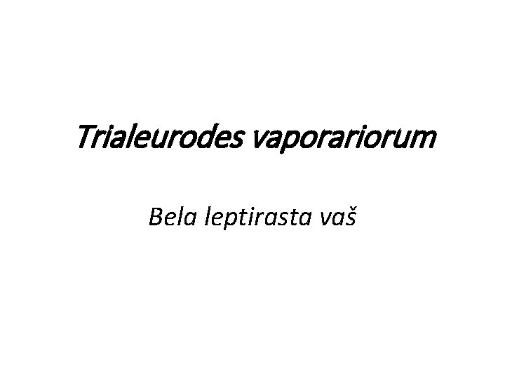 Trialeurodes vaporariorum Bela leptirasta vaš 