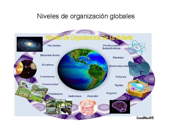 Niveles de organización globales 
