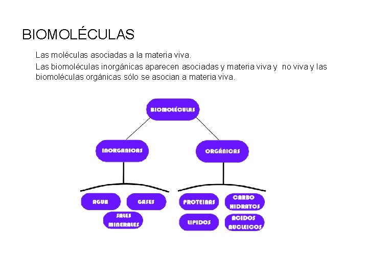 BIOMOLÉCULAS Las moléculas asociadas a la materia viva. Las biomoléculas inorgánicas aparecen asociadas y