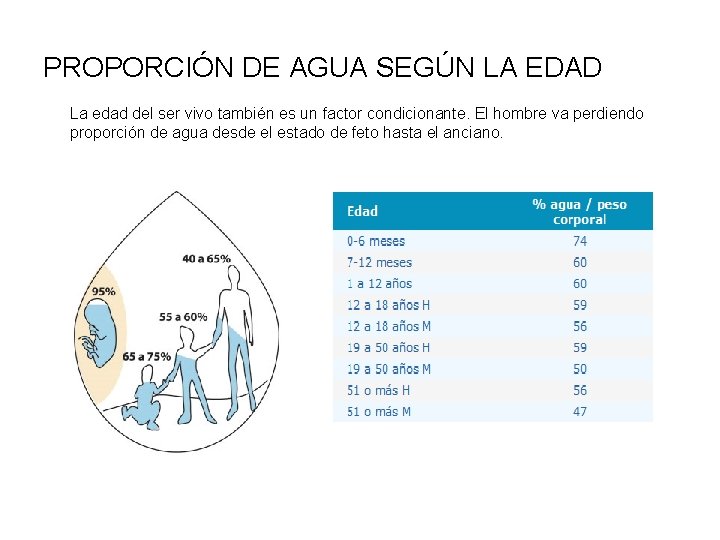 PROPORCIÓN DE AGUA SEGÚN LA EDAD La edad del ser vivo también es un