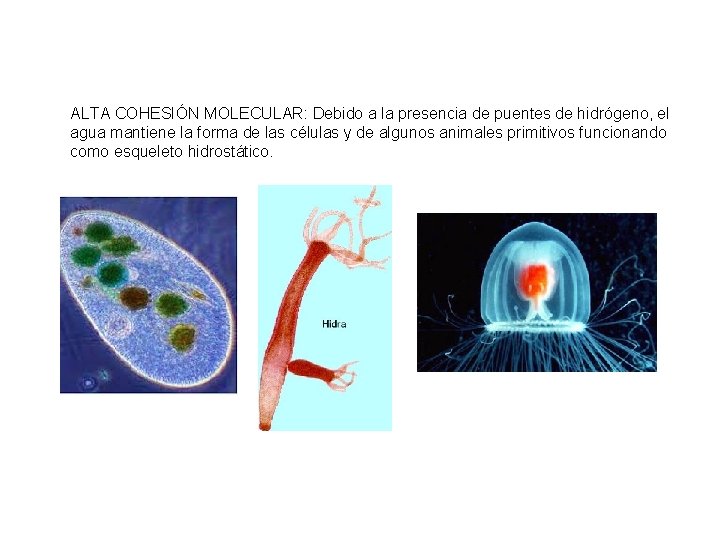 ALTA COHESIÓN MOLECULAR: Debido a la presencia de puentes de hidrógeno, el agua mantiene