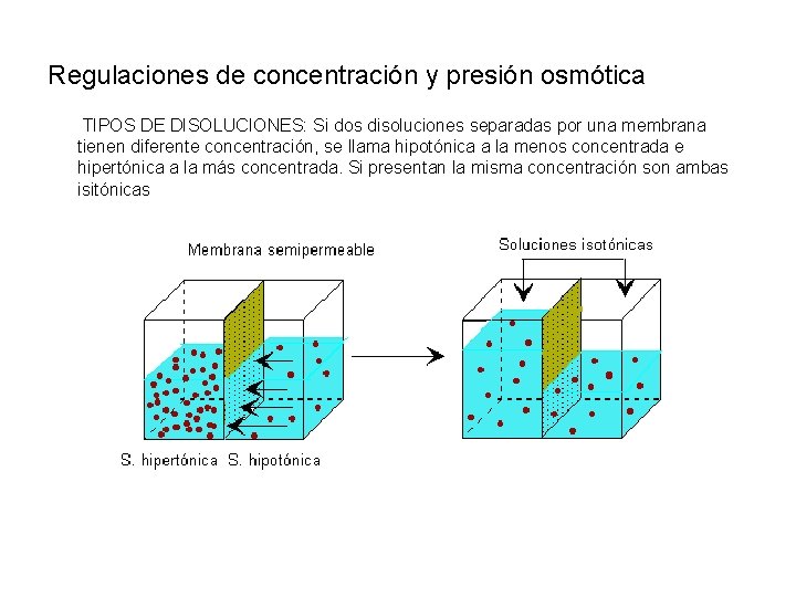 Regulaciones de concentración y presión osmótica TIPOS DE DISOLUCIONES: Si dos disoluciones separadas por