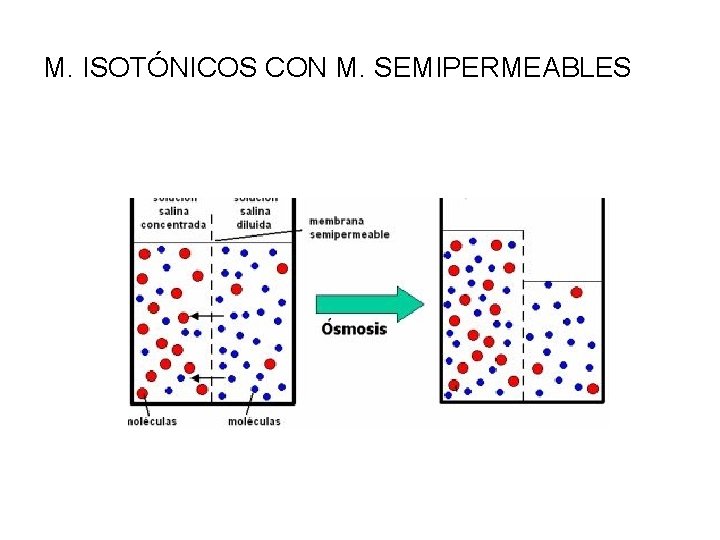 M. ISOTÓNICOS CON M. SEMIPERMEABLES 