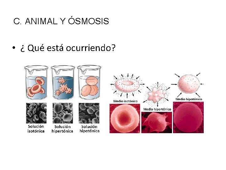 C. ANIMAL Y ÓSMOSIS • ¿ Qué está ocurriendo? 