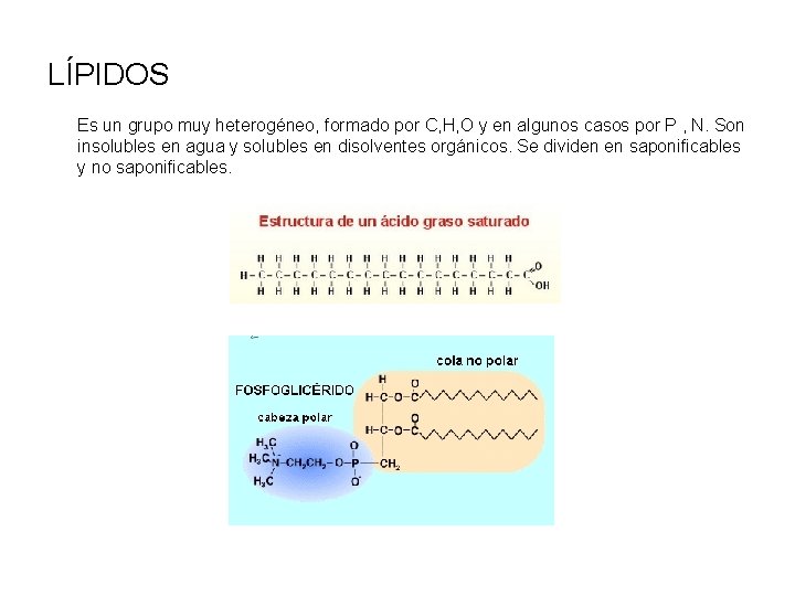 LÍPIDOS Es un grupo muy heterogéneo, formado por C, H, O y en algunos