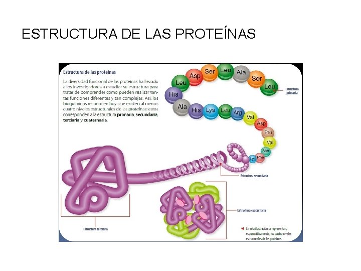 ESTRUCTURA DE LAS PROTEÍNAS 