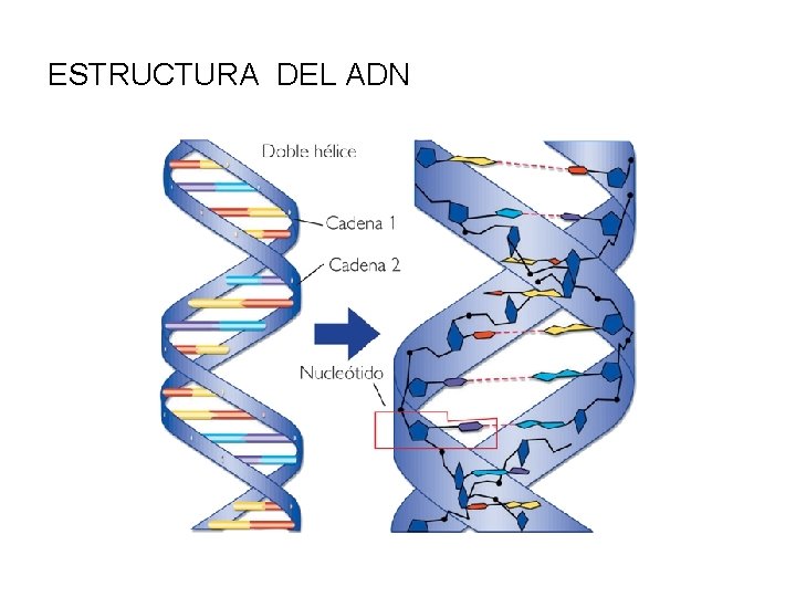ESTRUCTURA DEL ADN 