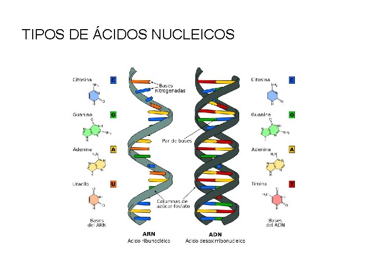 TIPOS DE ÁCIDOS NUCLEICOS 