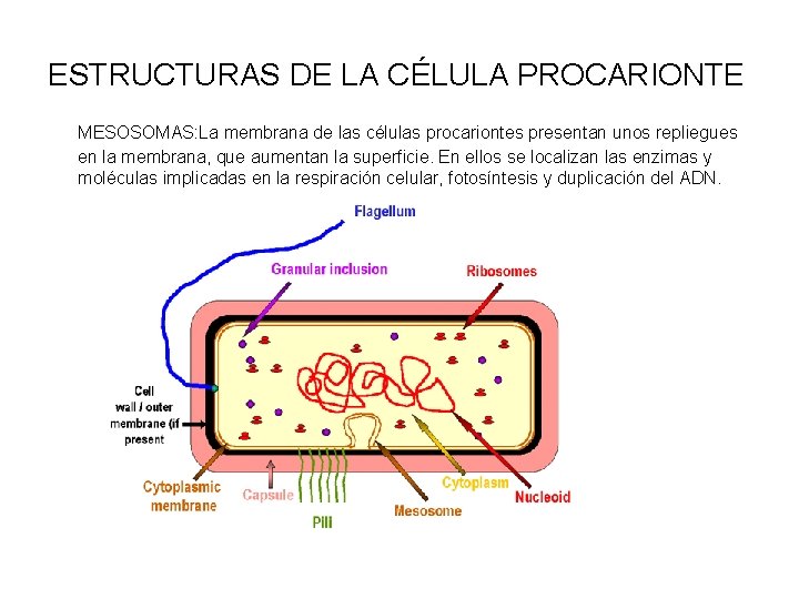 ESTRUCTURAS DE LA CÉLULA PROCARIONTE MESOSOMAS: La membrana de las células procariontes presentan unos