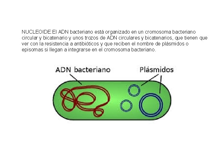 NUCLEOIDE: El ADN bacteriano está organizado en un cromosoma bacteriano circular y bicatenario y