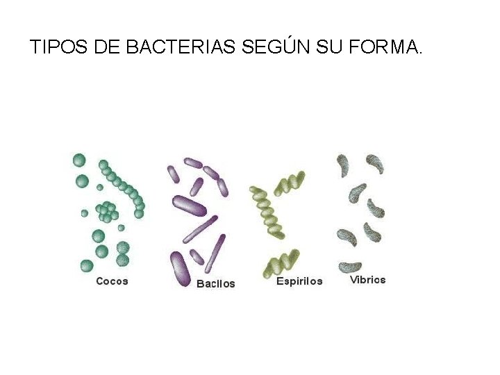 TIPOS DE BACTERIAS SEGÚN SU FORMA. 